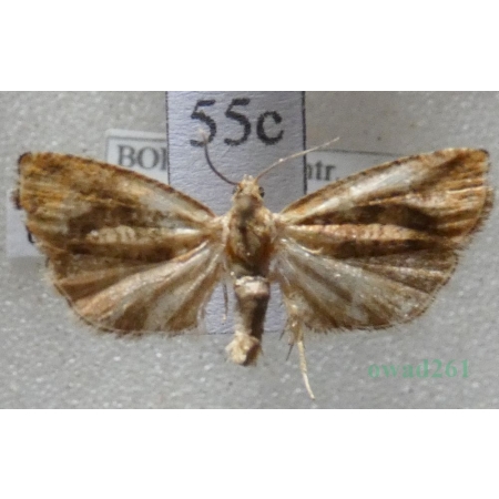 Cydia amplana (Hübner, 1800) Piśmica dębóweczka Czech55c